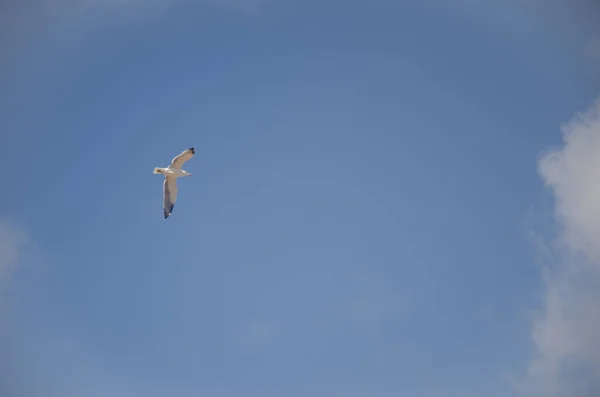 สีเหลืองขา Gull ในการบิน . — ภาพถ่ายสต็อก
