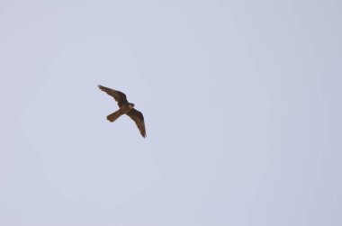 Eleonoras Falco eleonorae.