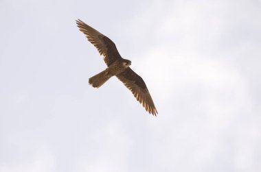 Eleonoras Falco eleonorae.