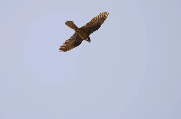 Eleonoras falcão Falco eleonorae. — Fotografia de Stock