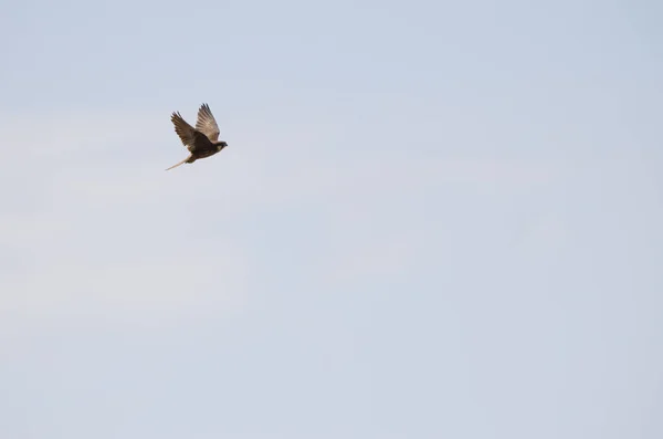 Eleonoras falcon Falco eleonorae. — Stockfoto