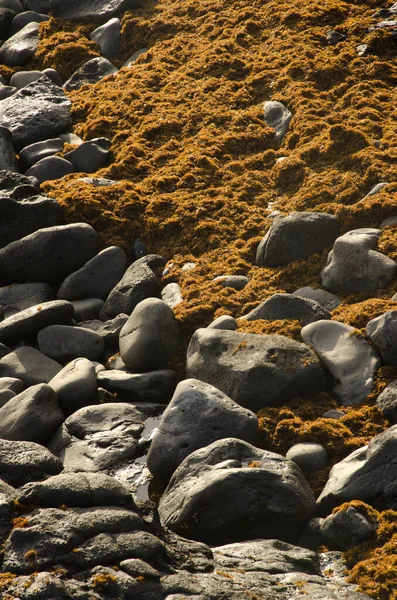 Rochers et algues brunes laissés par la mer. — Photo