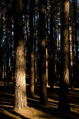 Kanarya Adası Çamları.