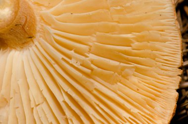 Bir mantarın altında.