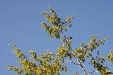 Kanarya Adaları ardıç.