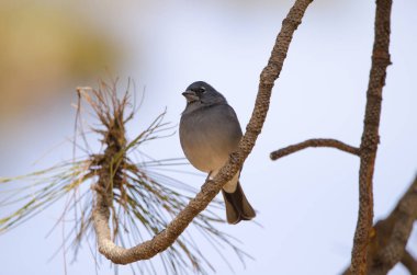 Tenerlife mavi çaçamuru.