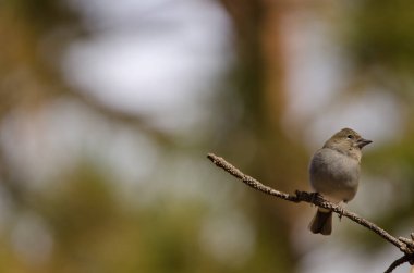 Tenerlife mavi çaçamuru.