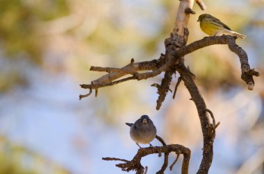 Tenerife mavi papatya ağacı ve Atlantik kanaryası.