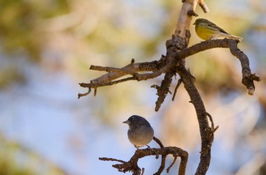 Tenerife mavi papatya ağacı ve Atlantik kanaryası.