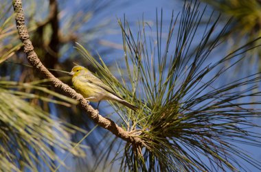 Atlantik kanaryası Serinus kanaryası.