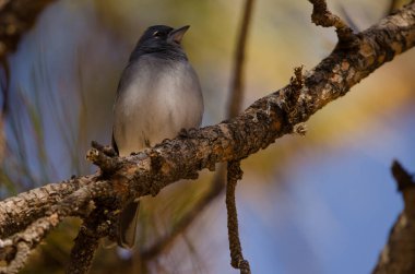 Tenerlife mavi çaçamuru.