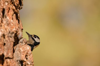 Büyük Benekli Ağaçkakan.