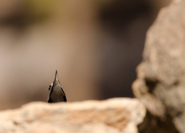 Büyük Benekli Ağaçkakan.
