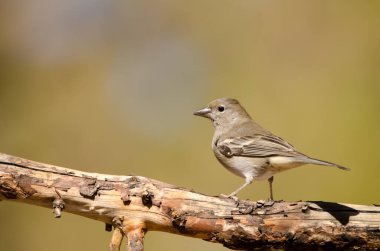 Tenerlife mavi çaçamuru.