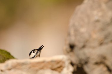 Büyük Benekli Ağaçkakan.