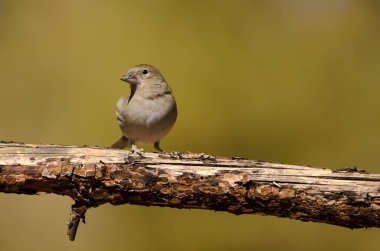 Tenerlife mavi çaçamuru.