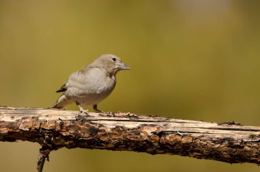 Tenerlife mavi çaçamuru.