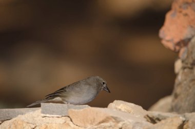 Tenerlife mavi çaçamuru.