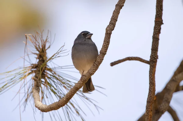 Teneriffa-Buchfink. — Stockfoto