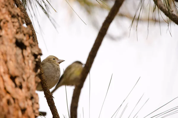 Tenerife blue chaffinch. — стоковое фото