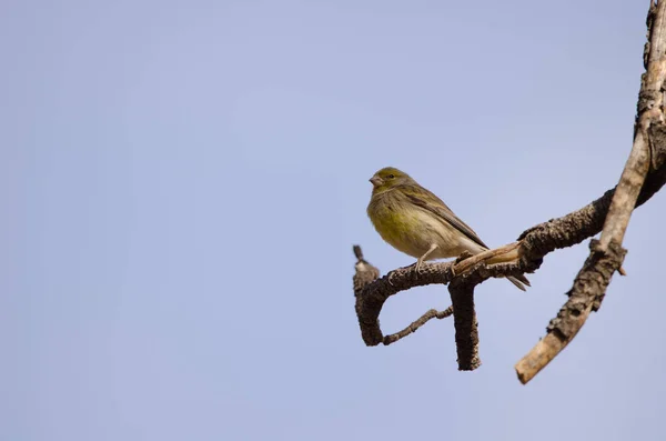 Kanarienvogel Serinus canaria. — Stockfoto