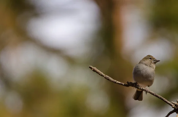 Tenerife blauwe chaffinch. — Stockfoto