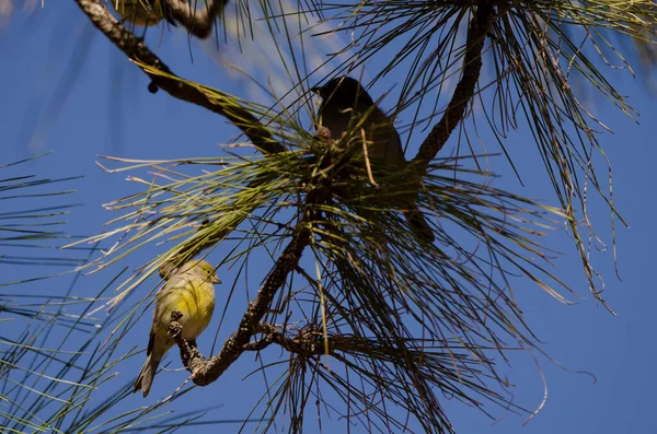 Atlantischer Kanarienvogel und Teneriffa-Buchfink im Hintergrund. — Stockfoto