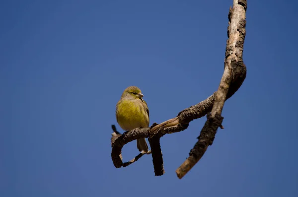 Canaries de l'Atlantique Serinus canaria. — Photo