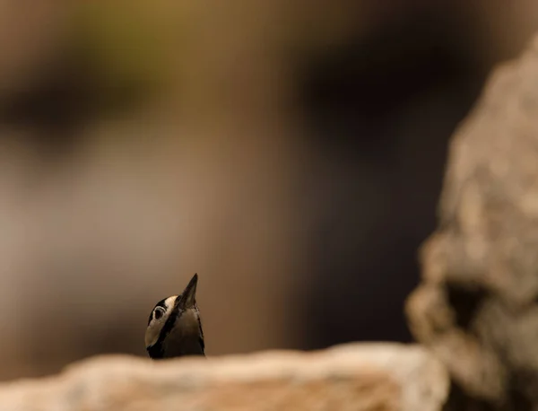 Gran pájaro carpintero manchado. —  Fotos de Stock