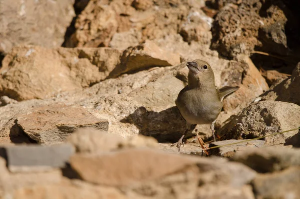 Teneriffa-Buchfink. — Stockfoto