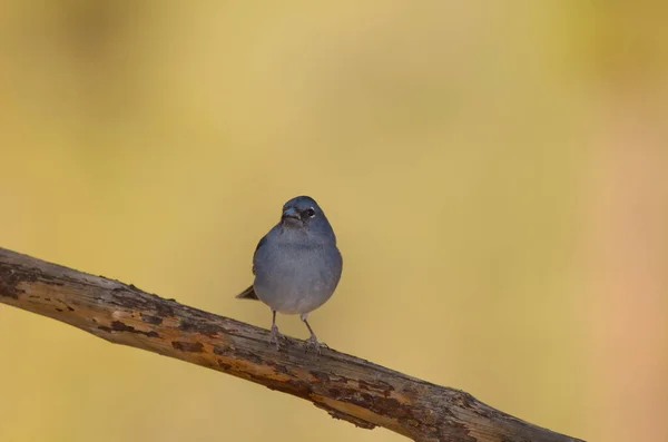 Tenerife blue chaffinch. — стоковое фото