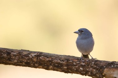 Tenerlife mavi çaçamuru.