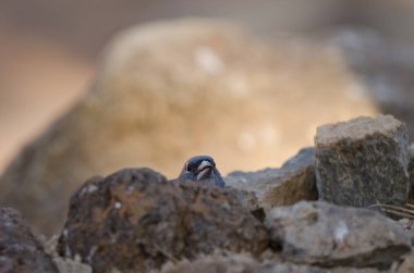 Tenerlife mavi çaçamuru.