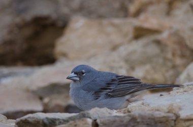 Tenerlife mavi çaçamuru.