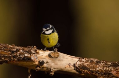 African blue tit.