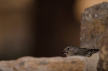 Tenerlife mavi çaçamuru.