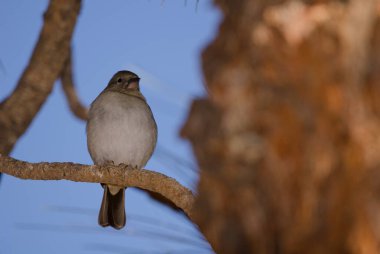 Tenerlife mavi çaçamuru.