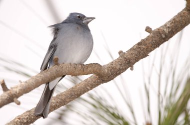Tenerlife mavi çaçamuru.