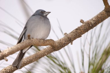 Tenerlife mavi çaçamuru.