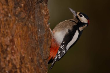 Büyük Benekli Ağaçkakan.