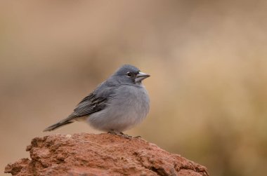 Tenerlife mavi çaçamuru.