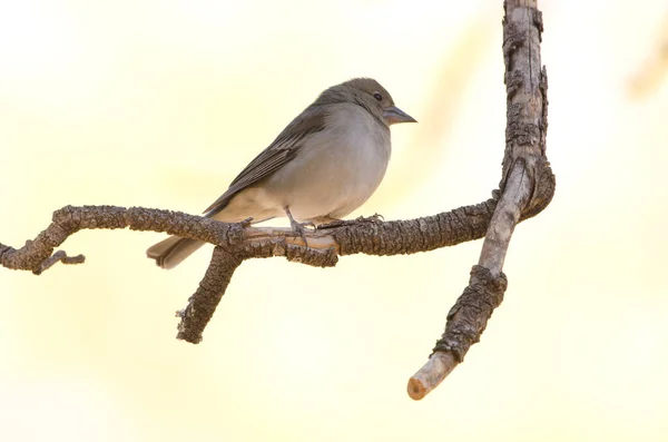 Tenerife blue chaffinch. — 图库照片