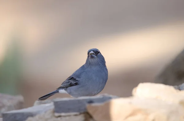 Teneriffa-Buchfink. — Stockfoto