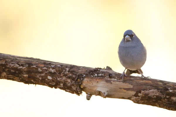 Tenerife blauwe chaffinch. — Stockfoto