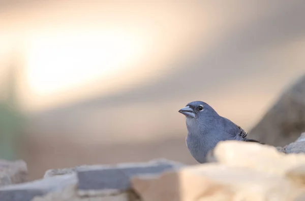 Tenerife blue chaffinch. — стоковое фото