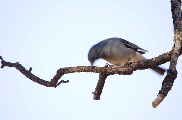 Tenerife blue chaffinch. — Stock Photo, Image