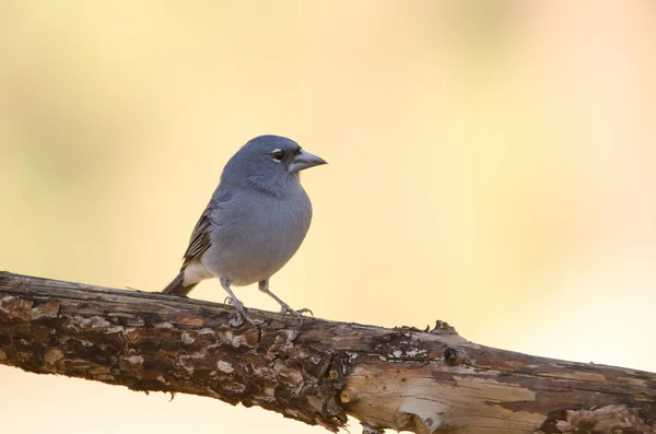 Tenerife blue chaffinch. — 图库照片