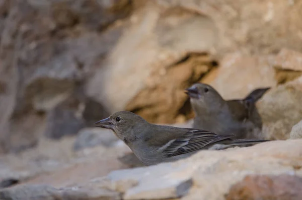 Tenerife albastru chaffinches. — Fotografie, imagine de stoc