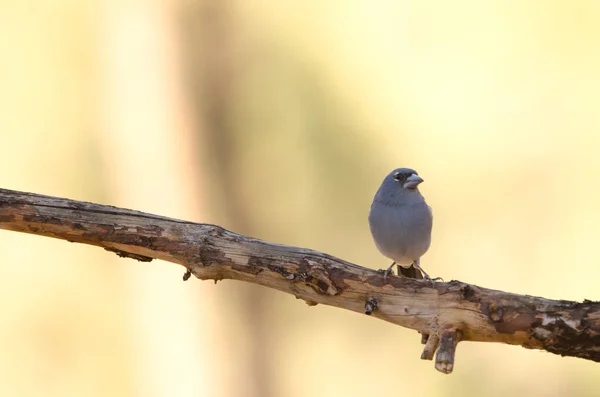 Tenerife blue chaffinch. — стоковое фото