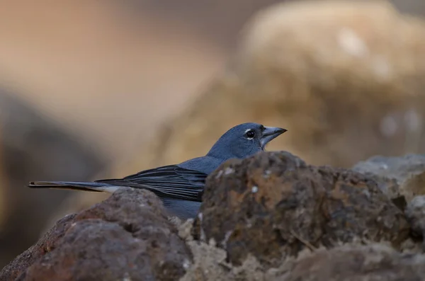 Teneriffa-Buchfink. — Stockfoto